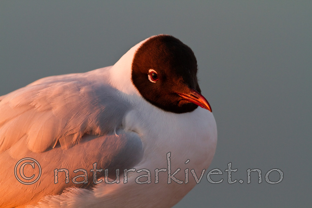 KA_100411_1598 / Chroicocephalus ridibundus / Hettemåke