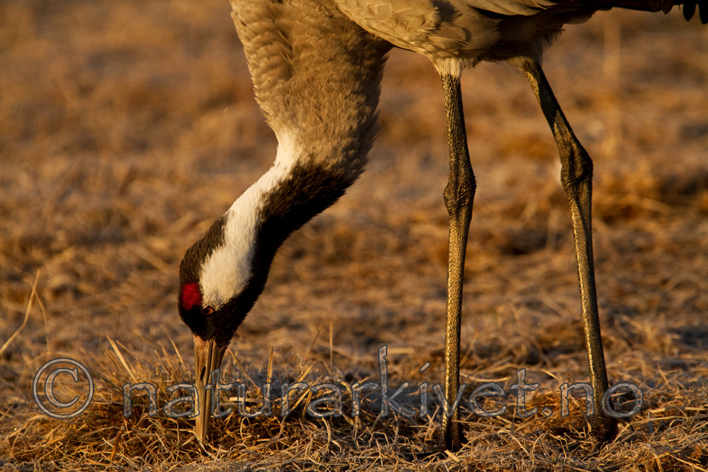 KA_100412_1650 / Grus grus / Trane