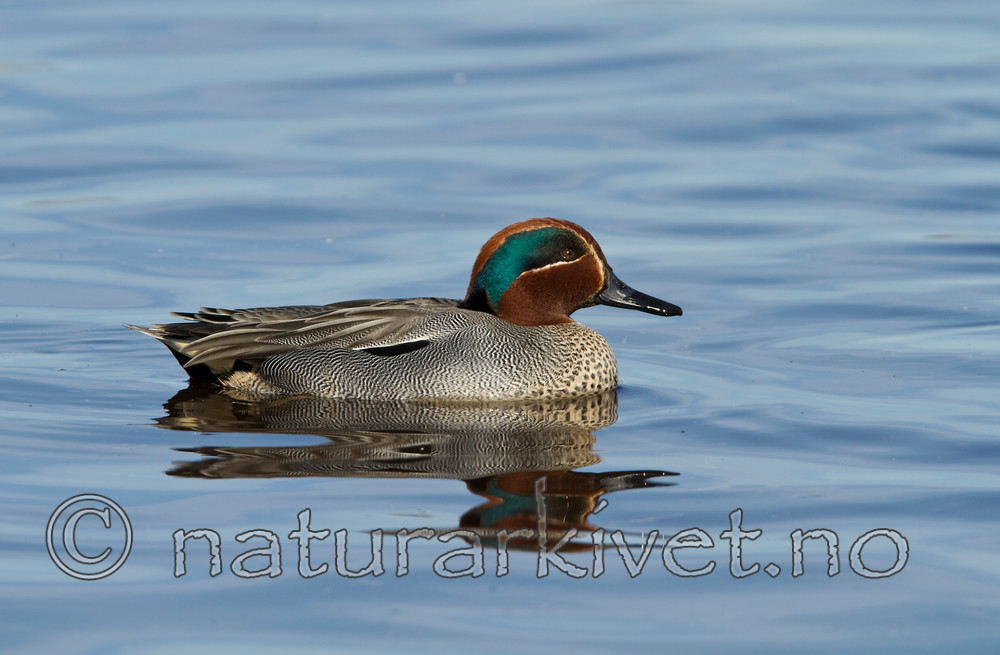 KA_100412_1759 / Anas crecca / Krikkand