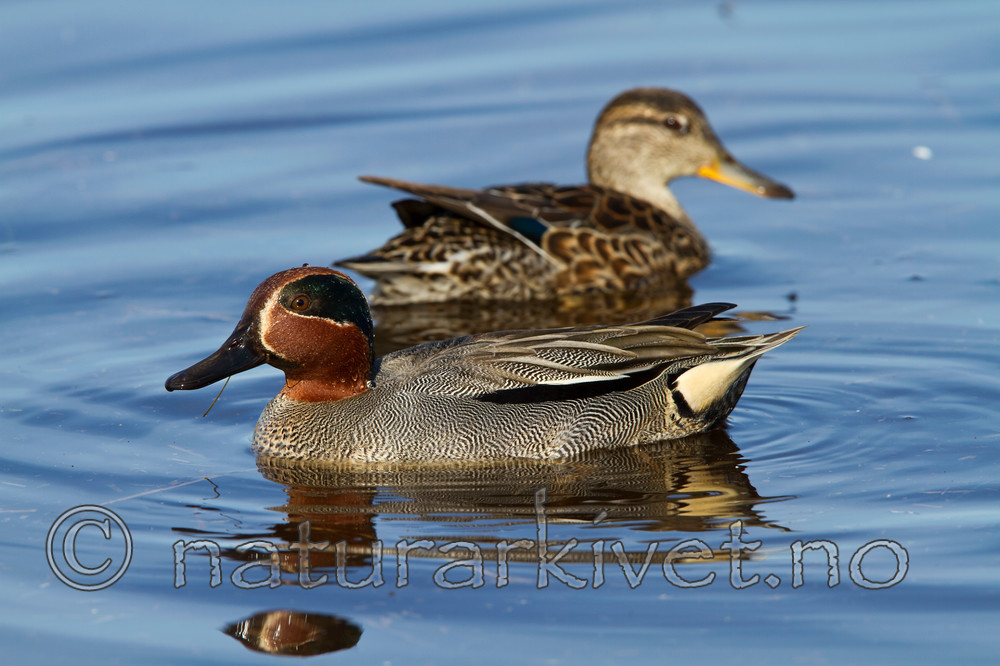 KA_100412_1792 / Anas crecca / Krikkand