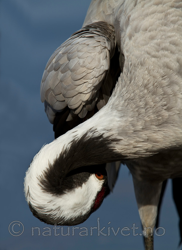 KA_100412_1801_red / Grus grus / Trane