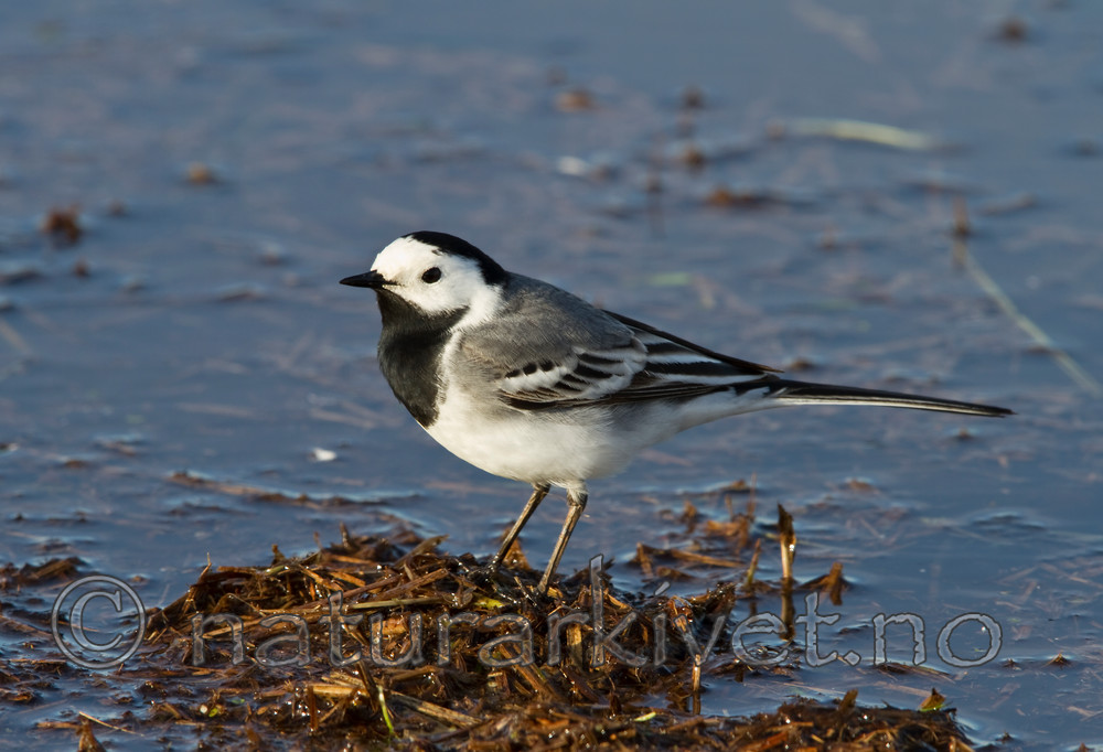 KA_100412_1835 / Motacilla alba / Linerle