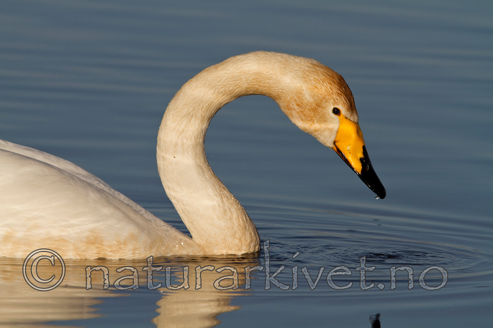 KA_100412_1849 / Cygnus cygnus / Sangsvane