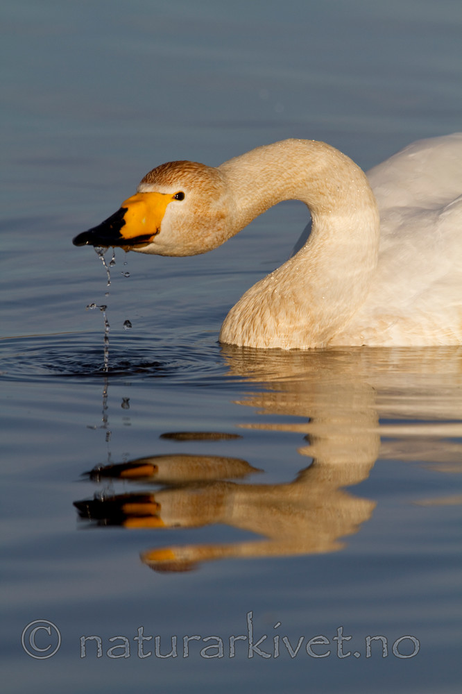 KA_100412_1853 / Cygnus cygnus / Sangsvane