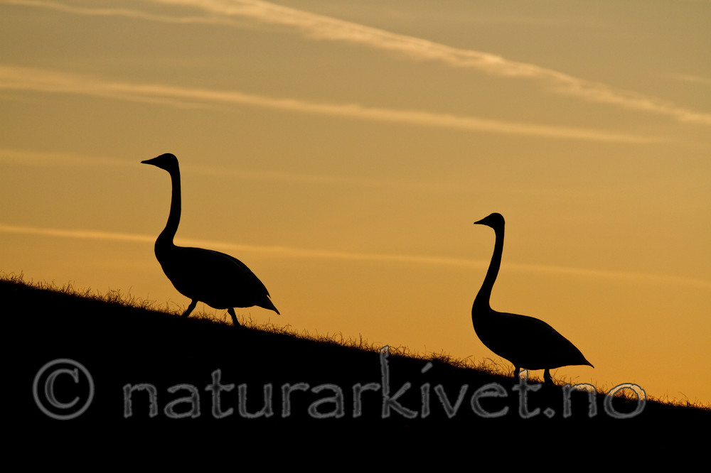 KA_100412_1915 / Cygnus cygnus / Sangsvane