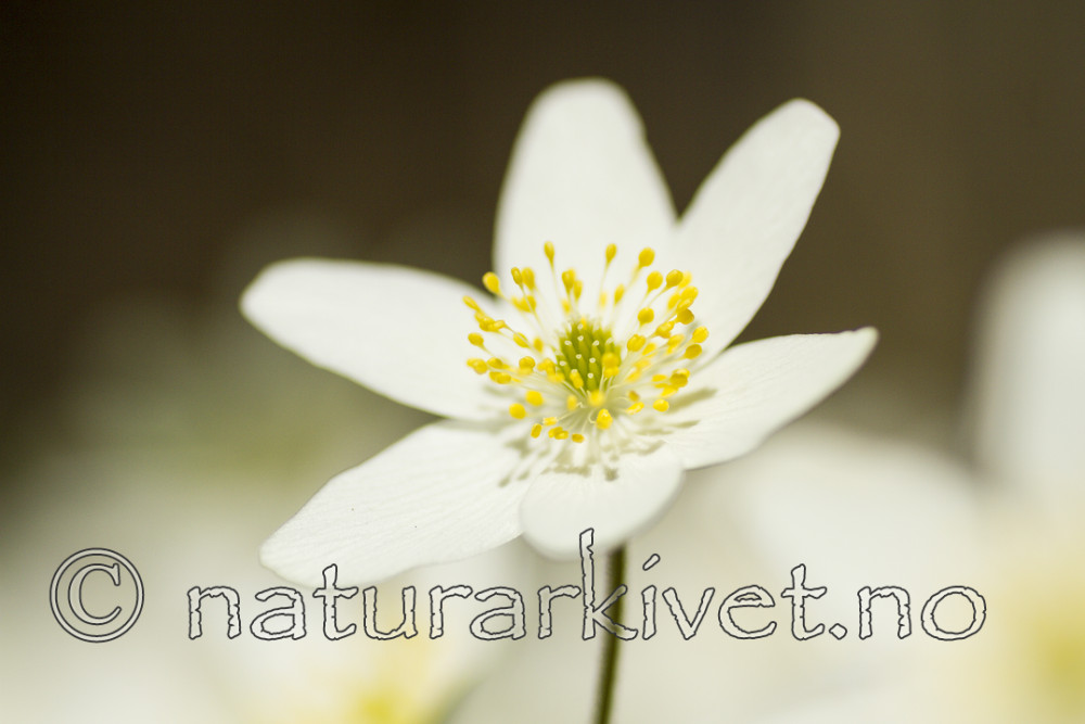 KA_100424_1121 / Anemone nemorosa / Hvitveis