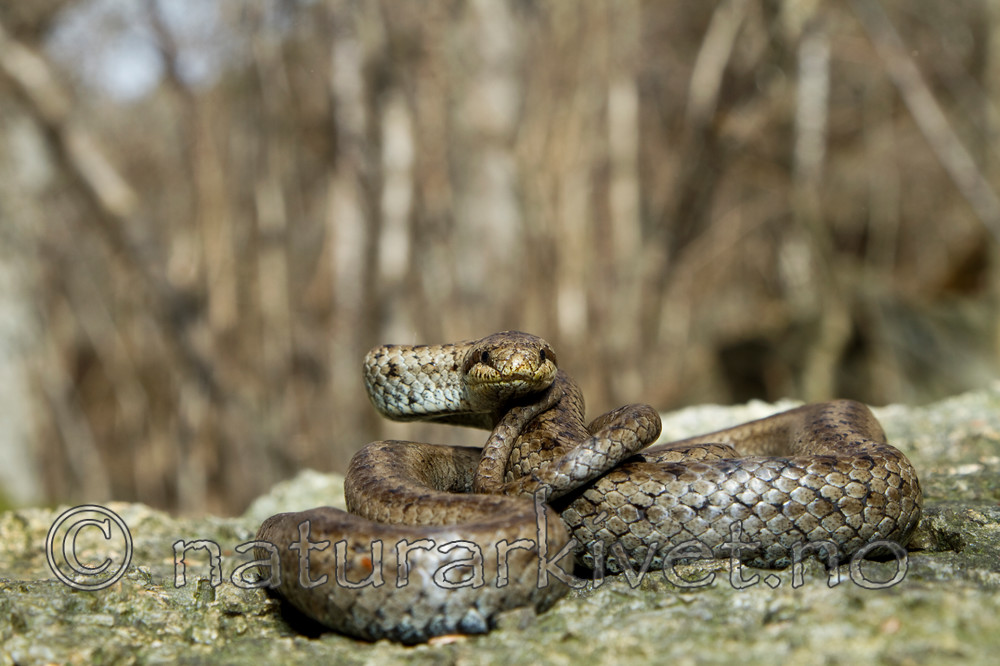 KA_100424_1140 / Coronella austriaca / Slettsnok