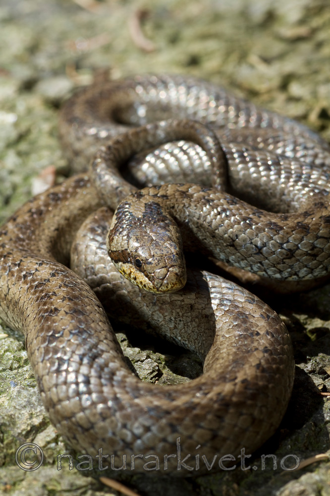 KA_100424_1145 / Coronella austriaca / Slettsnok