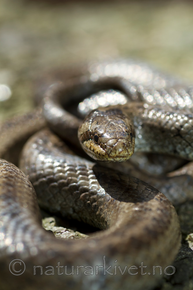 KA_100424_1147 / Coronella austriaca / Slettsnok
