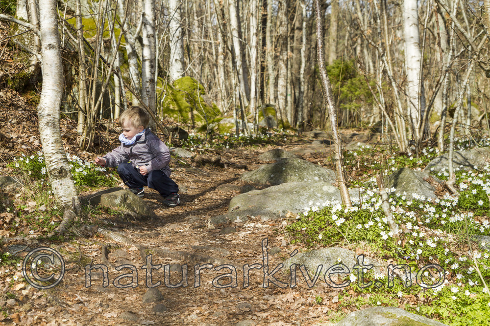 KA_100424_1160 / Anemone nemorosa / Hvitveis
