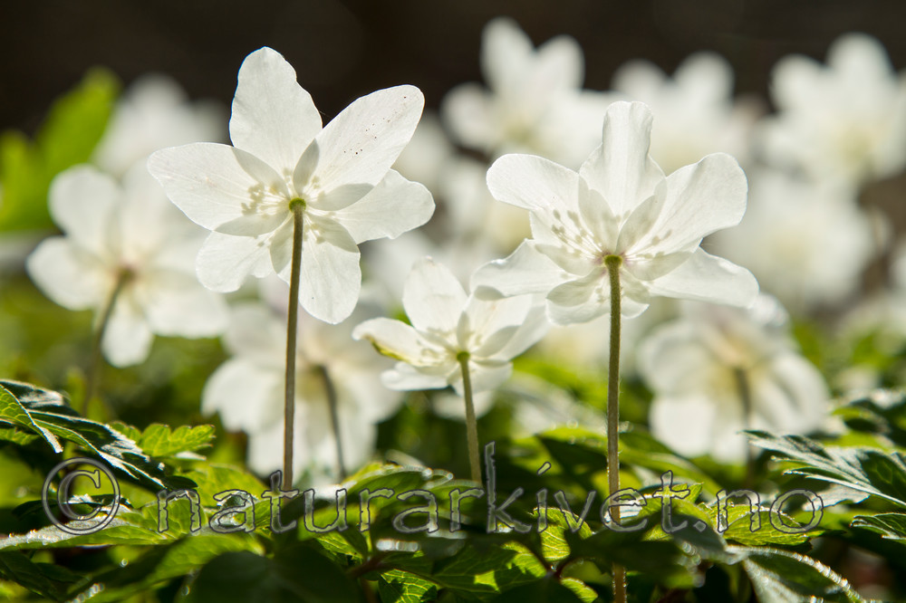 KA_100424_1196 / Anemone nemorosa / Hvitveis