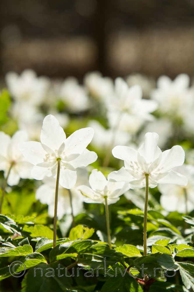 KA_100424_1197 / Anemone nemorosa / Hvitveis