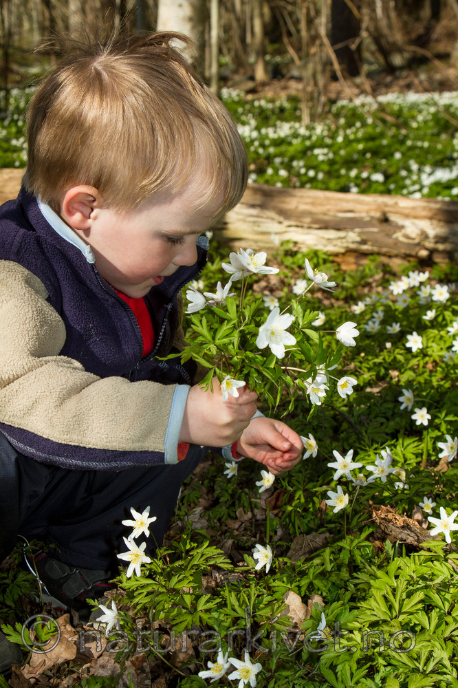 KA_100424_1198 / Anemone nemorosa / Hvitveis