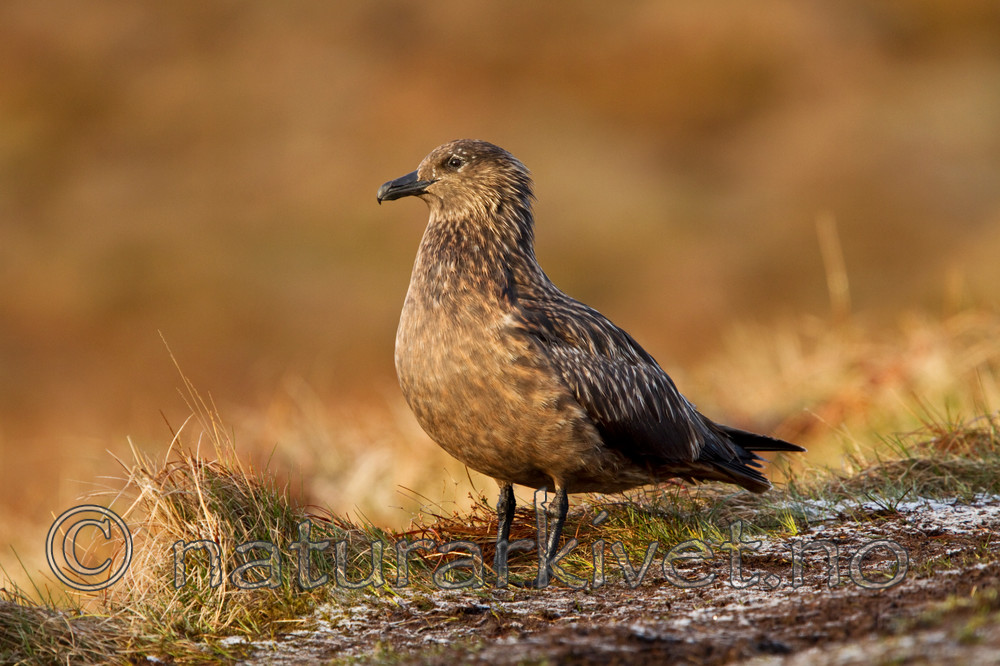 KA_100513_2289 / Stercorarius skua / Storjo
