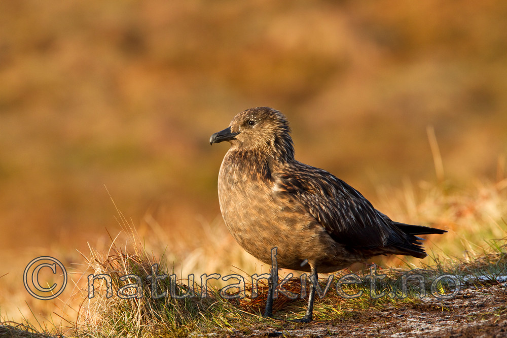 KA_100513_2303 / Stercorarius skua / Storjo