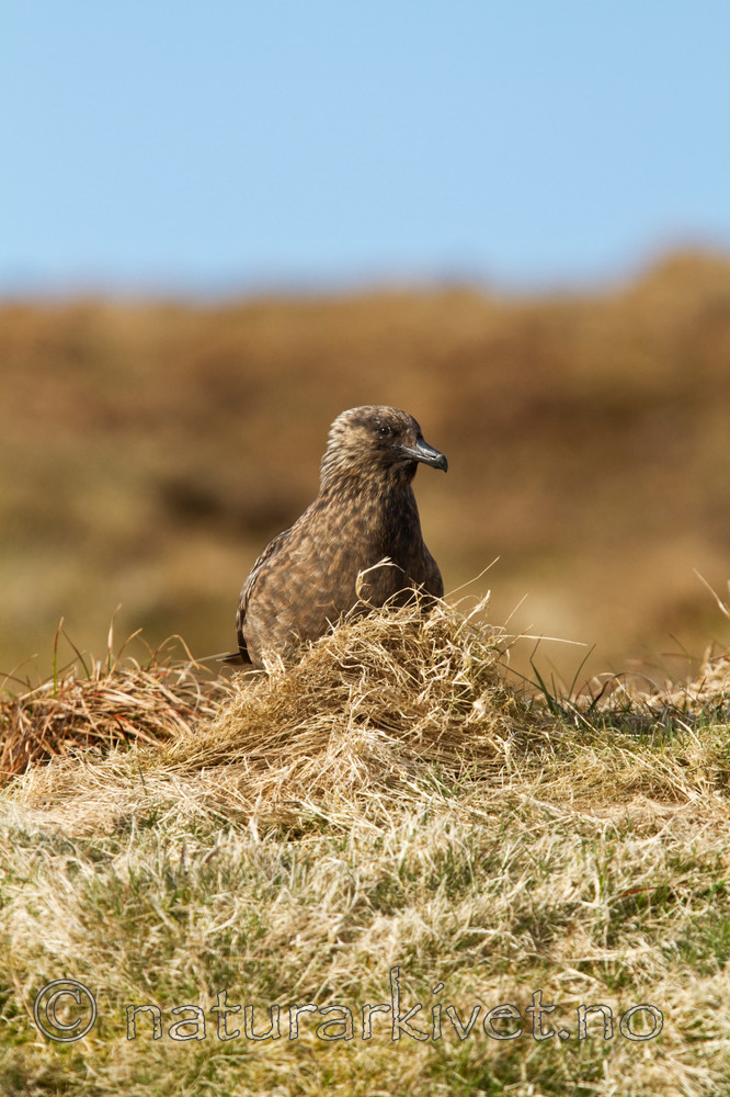 KA_100513_2330 / Stercorarius skua / Storjo