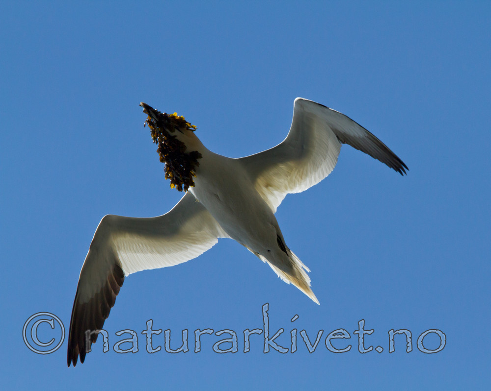 KA_100513_2395 / Morus bassanus / Havsule