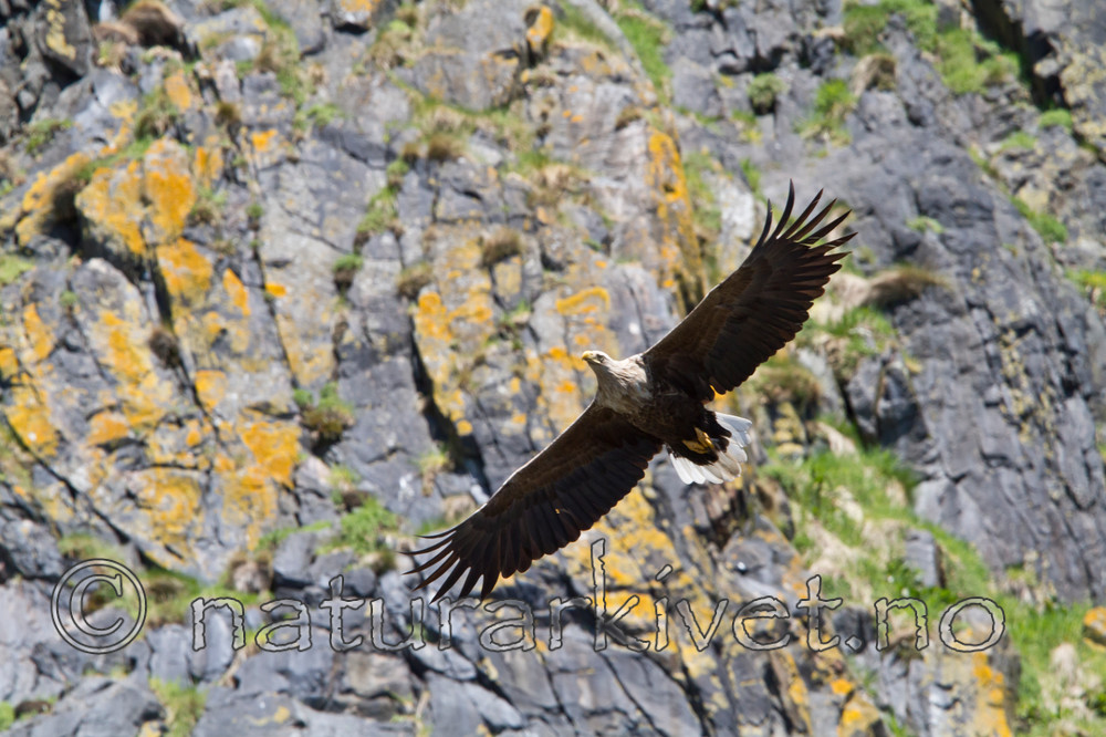 KA_100513_2398 / Haliaeetus albicilla / Havørn