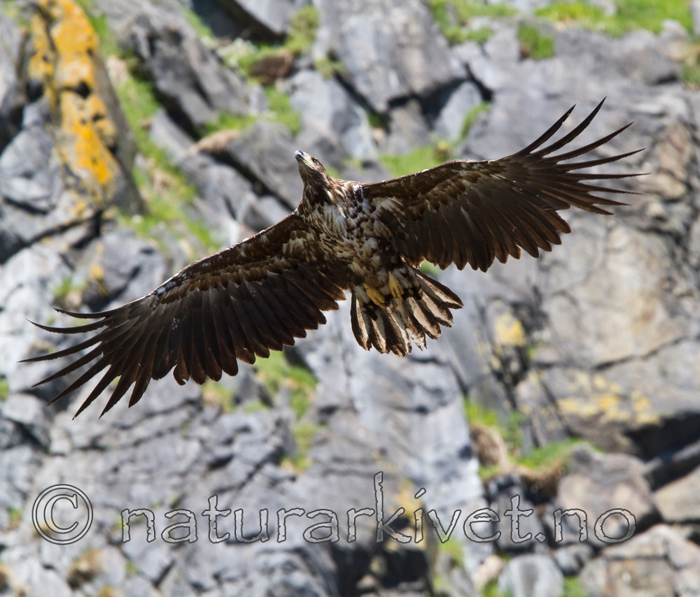 KA_100513_2411 / Haliaeetus albicilla / Havørn