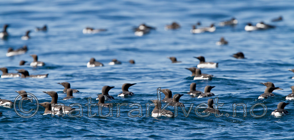 KA_100513_2419 / Uria aalge / Lomvi