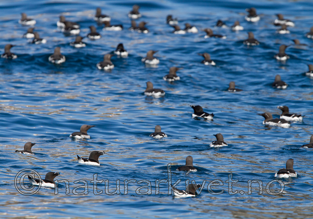 KA_100513_2426 / Alca torda / Alke <br /> Uria aalge / Lomvi