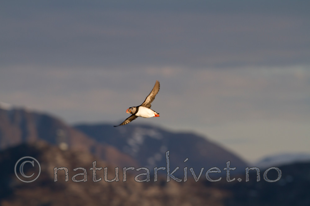 KA_100513_2503 / Fratercula arctica / Lunde