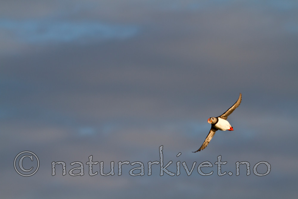 KA_100513_2536 / Fratercula arctica / Lunde