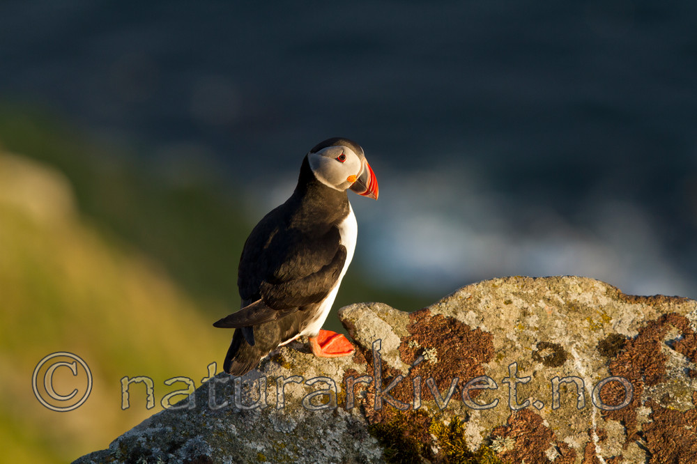 KA_100513_2544 / Fratercula arctica / Lunde