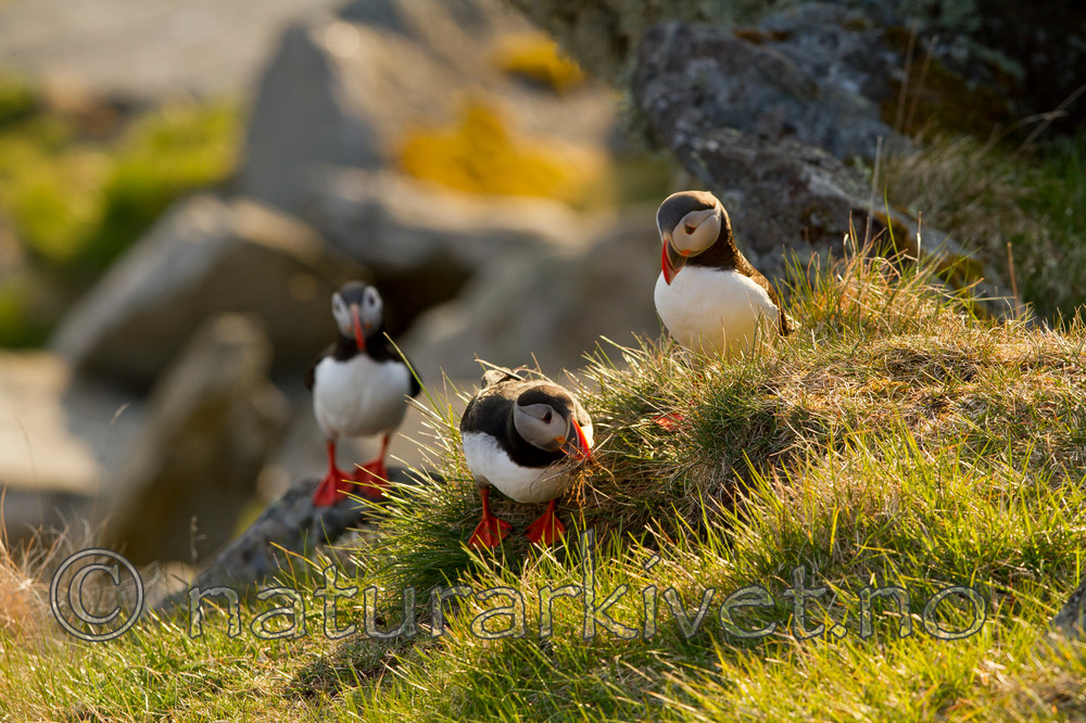 KA_100513_2551 / Fratercula arctica / Lunde