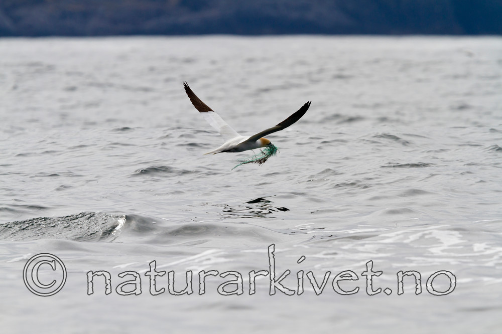 KA_100514_2676 / Morus bassanus / Havsule