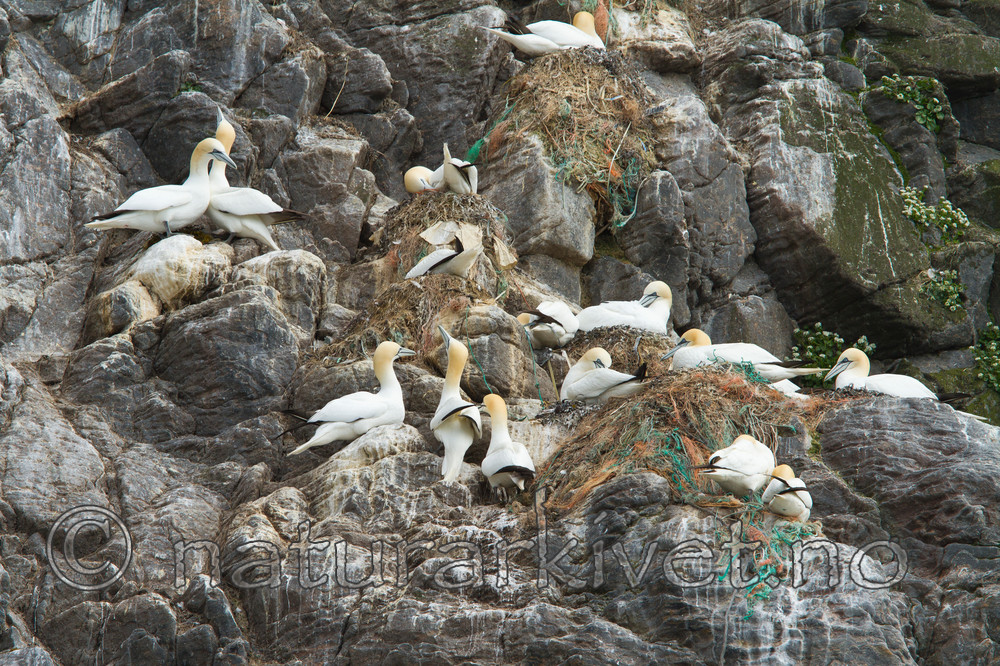 KA_100514_2677 / Morus bassanus / Havsule