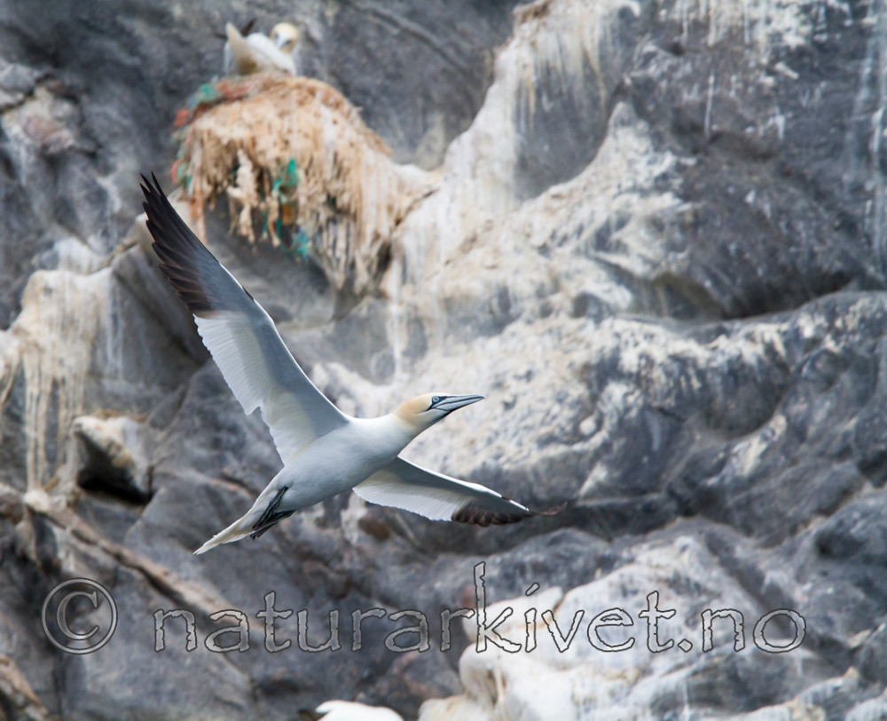 KA_100514_2682 / Morus bassanus / Havsule