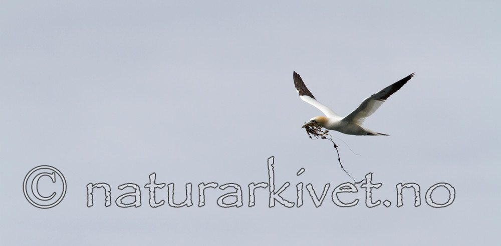 KA_100514_2687 / Morus bassanus / Havsule