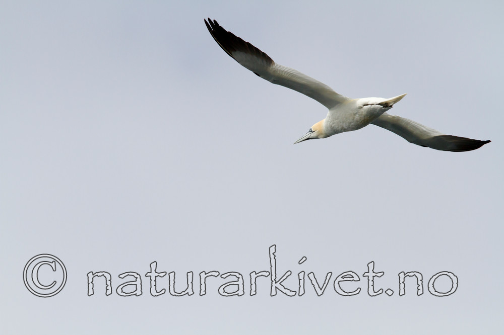 KA_100514_2688 / Morus bassanus / Havsule