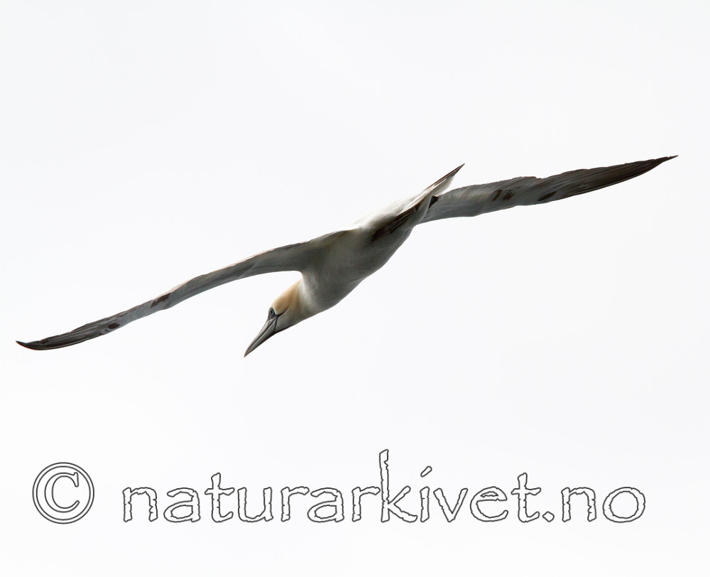 KA_100514_2690 / Morus bassanus / Havsule