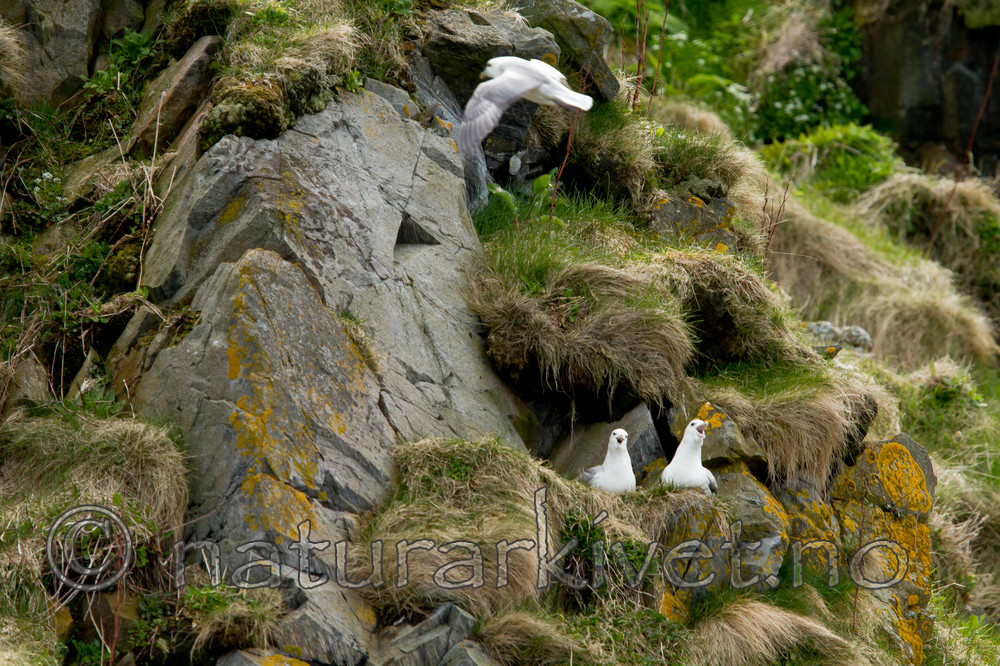 KA_100514_2719 / Fulmarus glacialis / Havhest