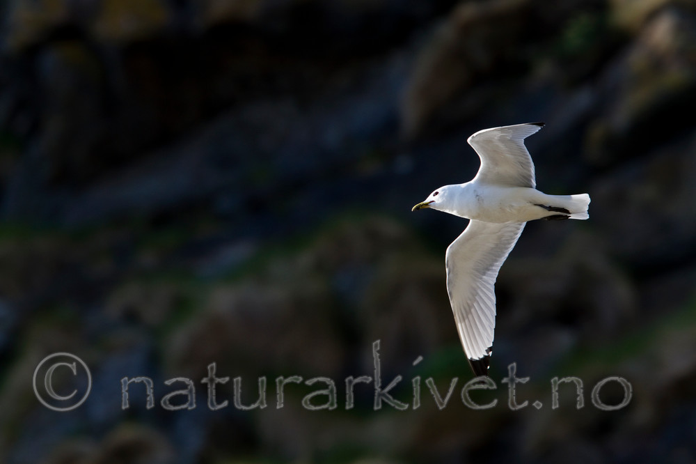 KA_100514_2757 / Rissa tridactyla / Krykkje