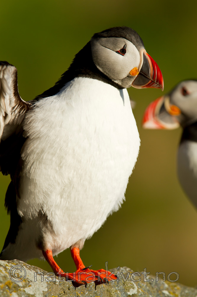 KA_100514_2782 / Fratercula arctica / Lunde