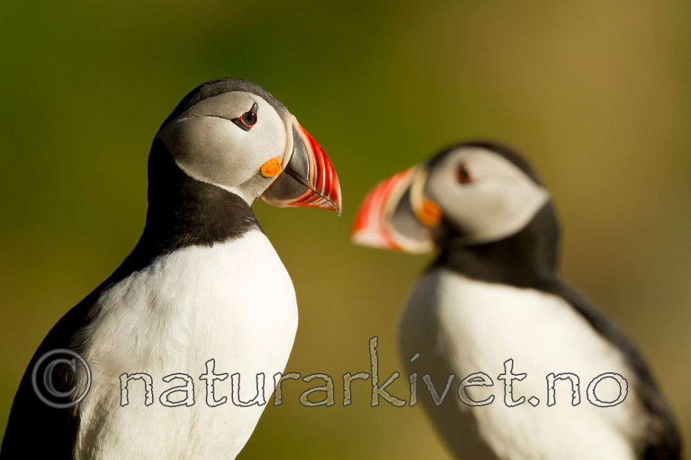 KA_100514_2784 / Fratercula arctica / Lunde