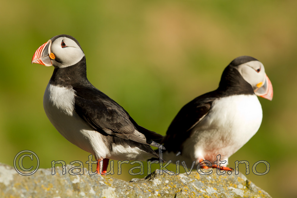 KA_100514_2785 / Fratercula arctica / Lunde