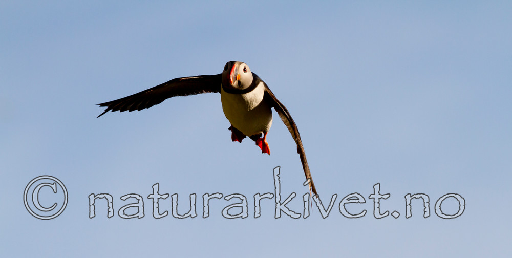 KA_100514_2787 / Fratercula arctica / Lunde