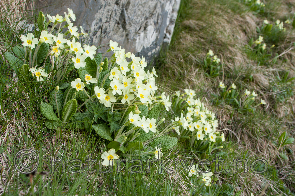 KA_100514_2802 / Primula vulgaris / Kusymre