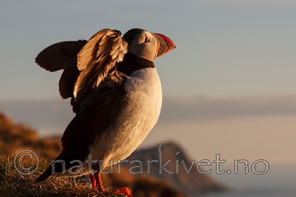 KA_100514_2815 / Fratercula arctica / Lunde