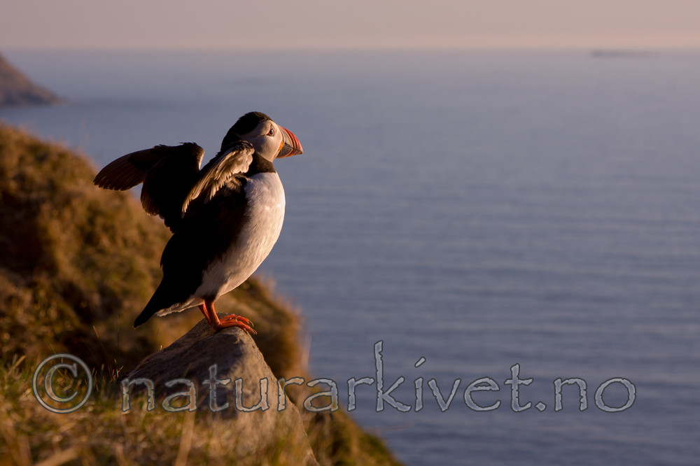 KA_100514_2819 / Fratercula arctica / Lunde