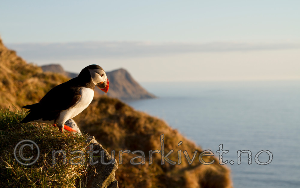 KA_100514_2822 / Fratercula arctica / Lunde