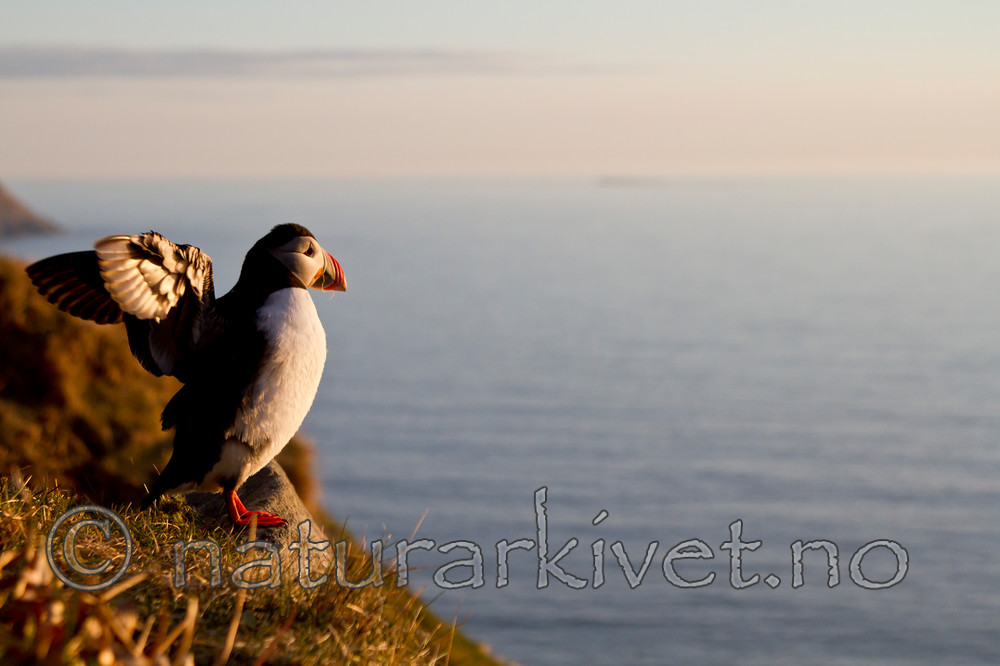 KA_100514_2834 / Fratercula arctica / Lunde