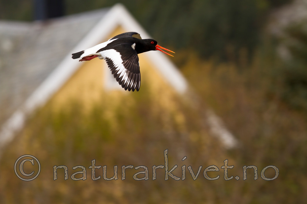 KA_100515_2867 / Haematopus ostralegus / Tjeld