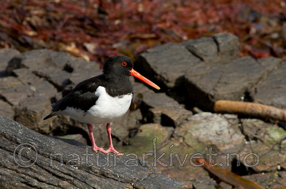 KA_100515_2873 / Haematopus ostralegus / Tjeld