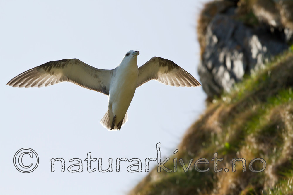 KA_100515_2889 / Fulmarus glacialis / Havhest