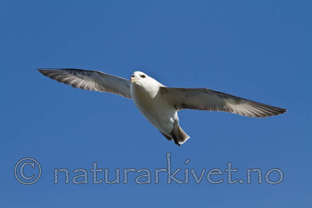 KA_100515_2895 / Fulmarus glacialis / Havhest